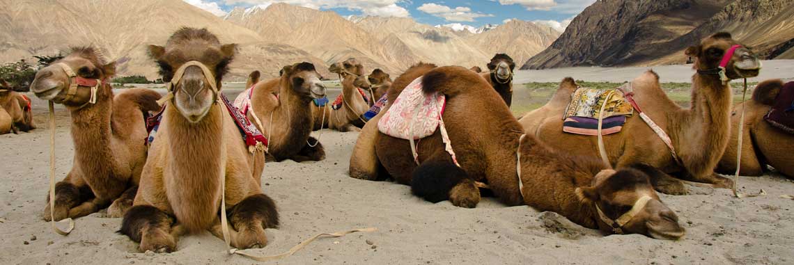 La Visite De Vallée à Nubra Ladakh