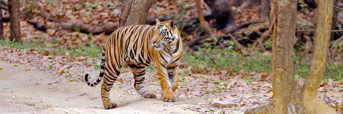 Safari autour des Tigres à Panna Inde