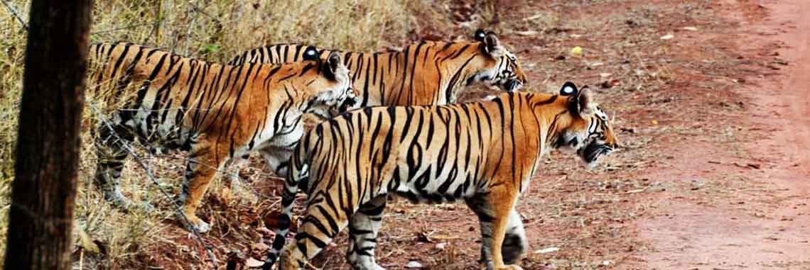 Tigres Safari à Kanha Inde