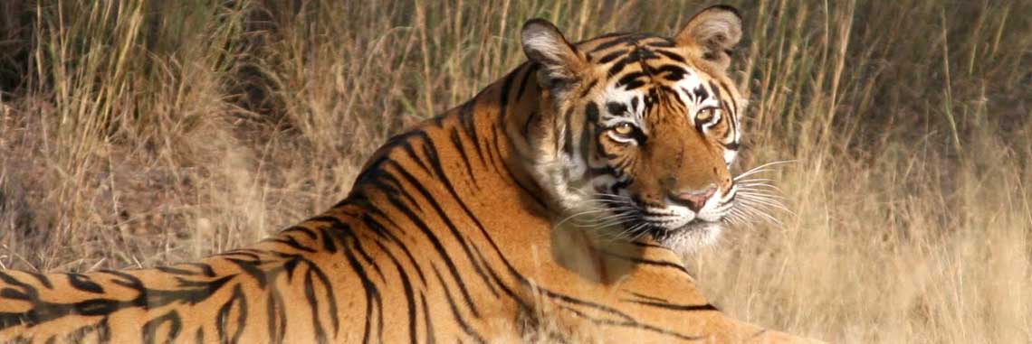 Tigres Safari à Ranthambore