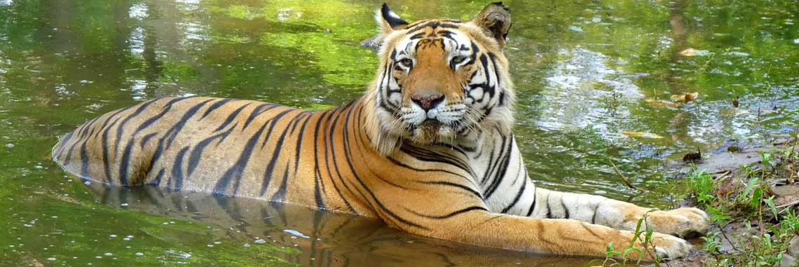 Tigre Safari à Sariska Rajasthan